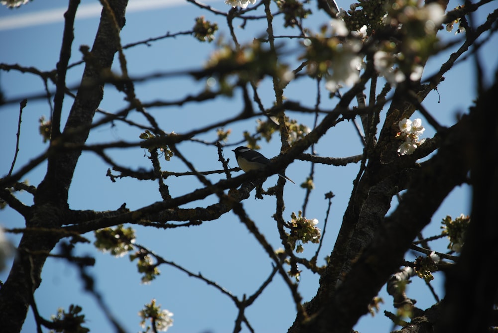 a bird sitting on a branch of a tree