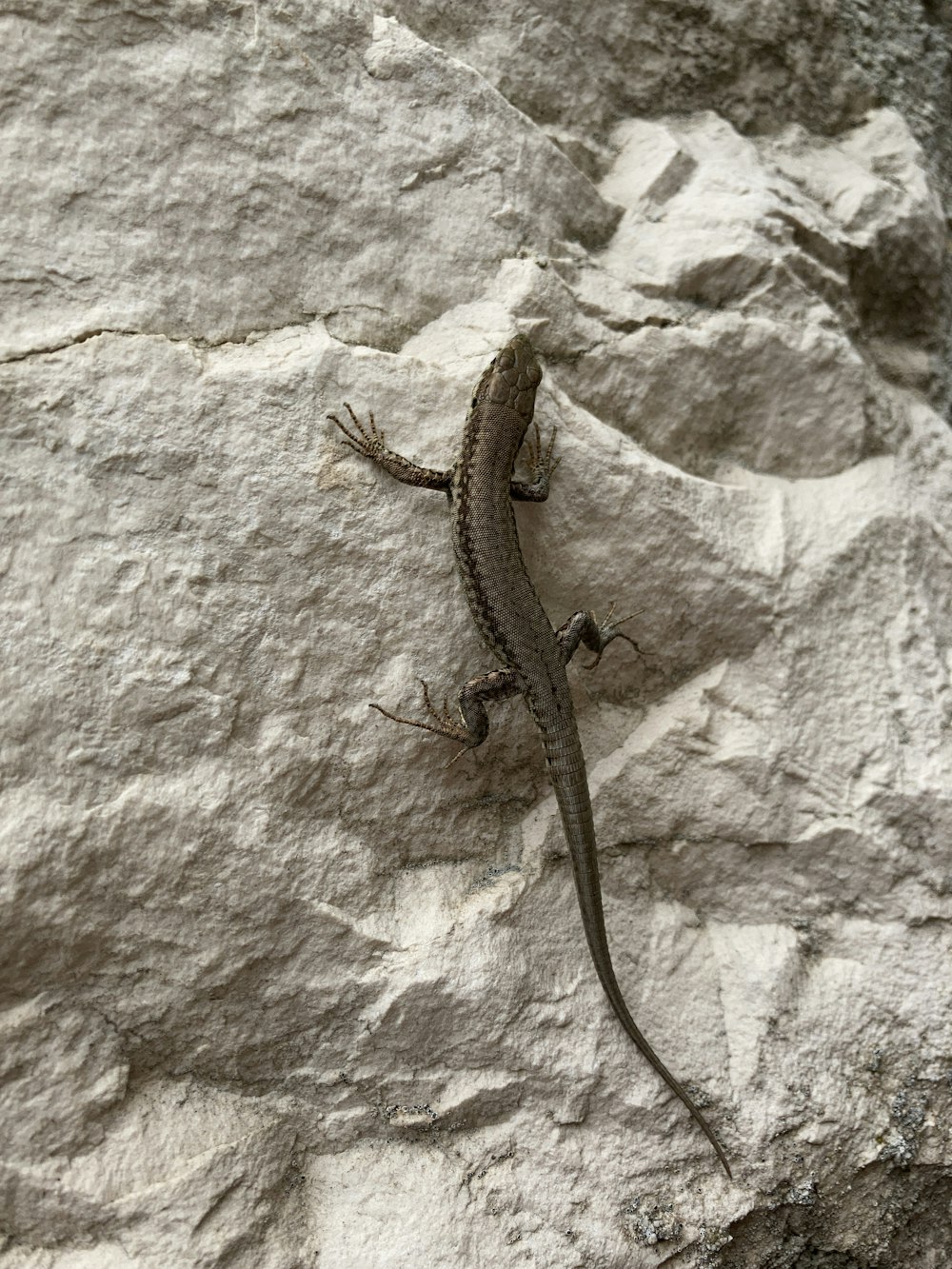 a lizard sitting on top of a rock