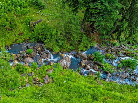 A serene forest landscape with a clear stream running through protected land.