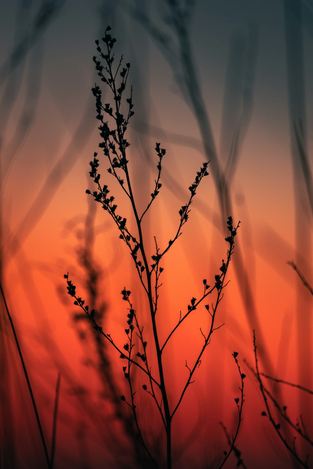 a close up of a plant with a sunset in the background