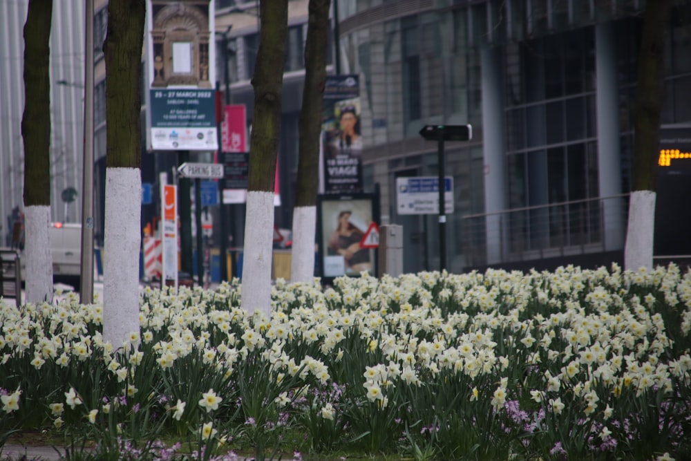 a bunch of flowers that are in the grass