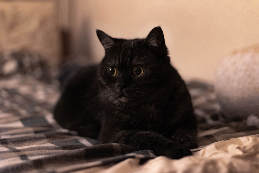 a black cat laying on top of a bed