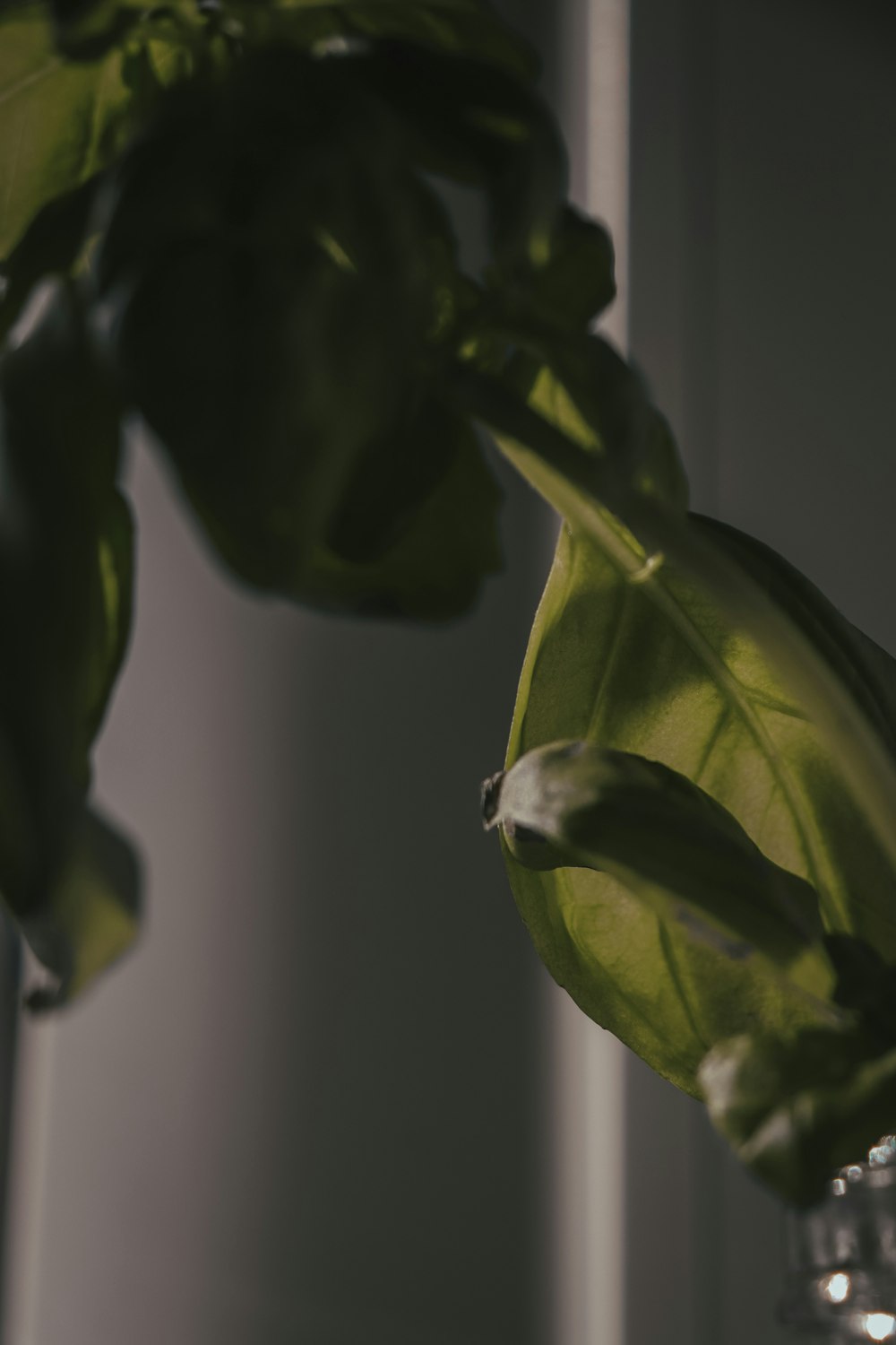 a close up of a green plant in a vase