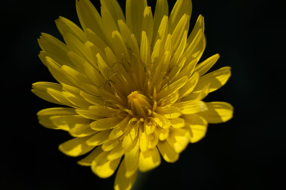 a close up of a yellow flower on a black background