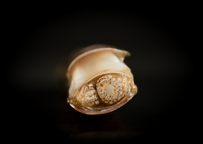 Close-up photo of a delicate seashell resting on textured paper, highlighting its intricate patterns.