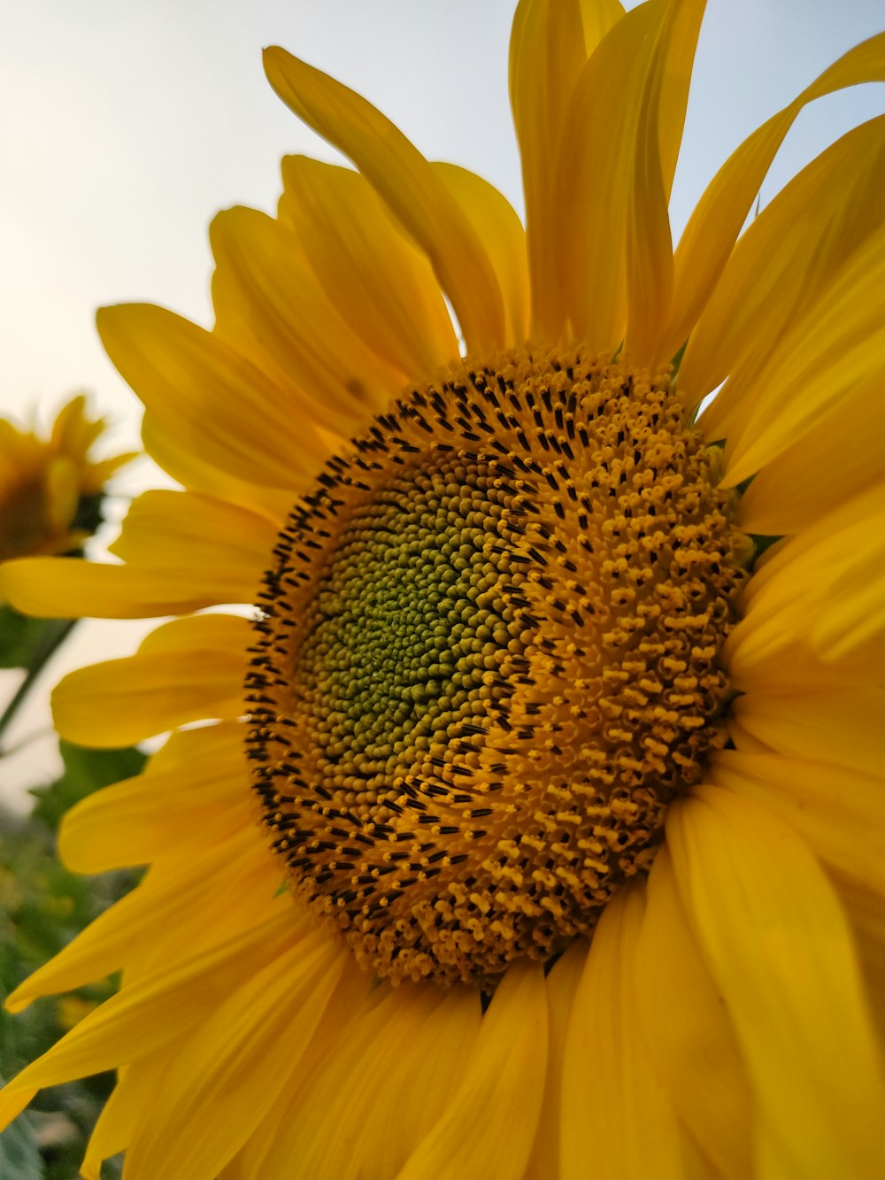 Nahaufnahme einer Sonnenblume mit Himmelshintergrund