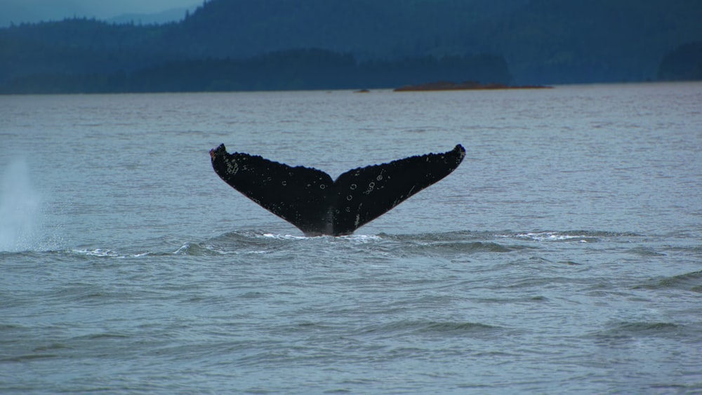 a whale tail flups out of the water