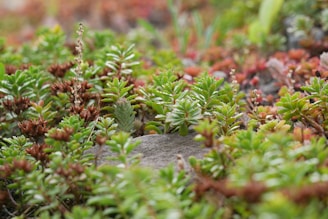 A close-up of a vibrant mix of small succulent gems in a rustic wooden box.