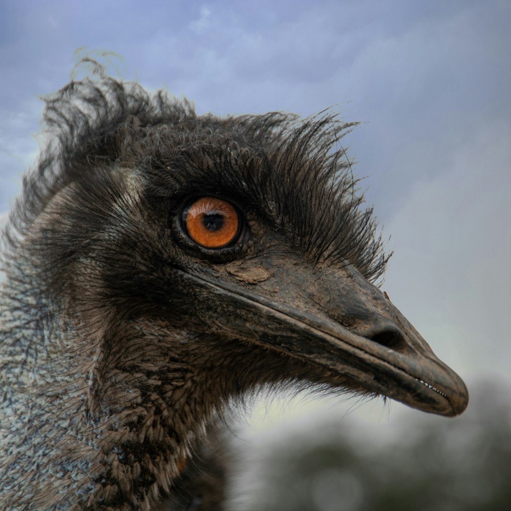 a close up of an ostrich with a sky background