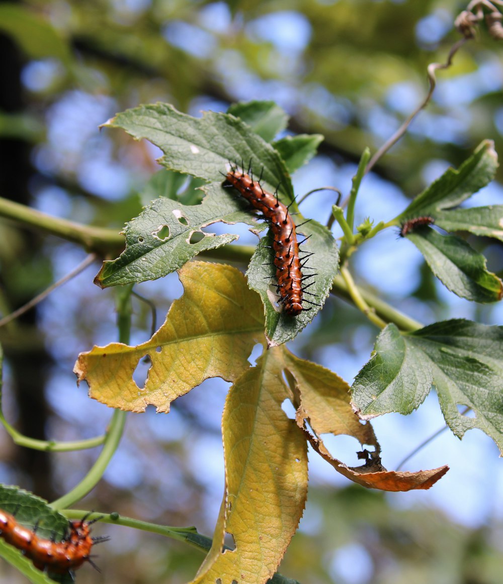 a close up of a leaf and a caterpillar