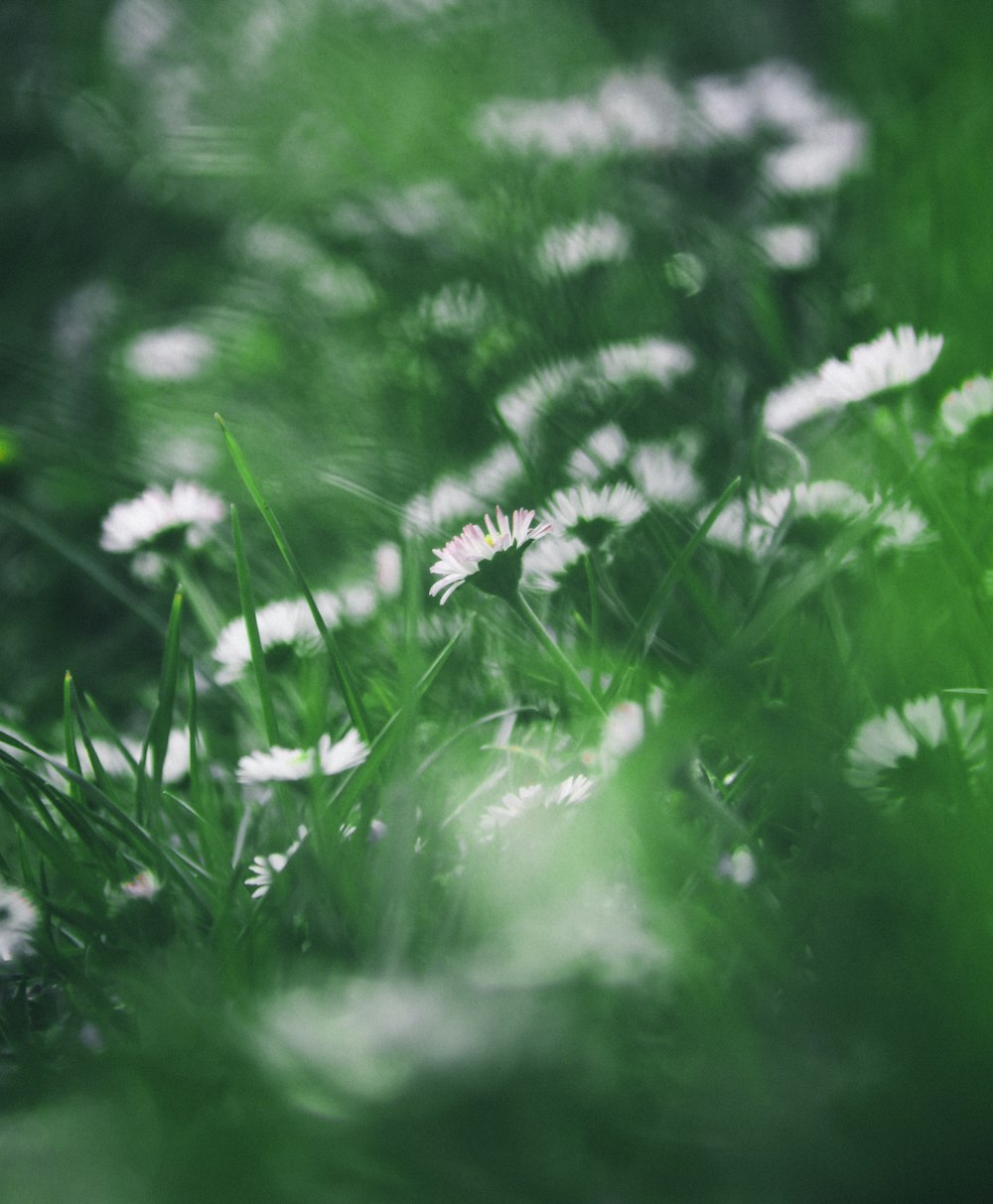 a blurry photo of a bunch of daisies in the grass