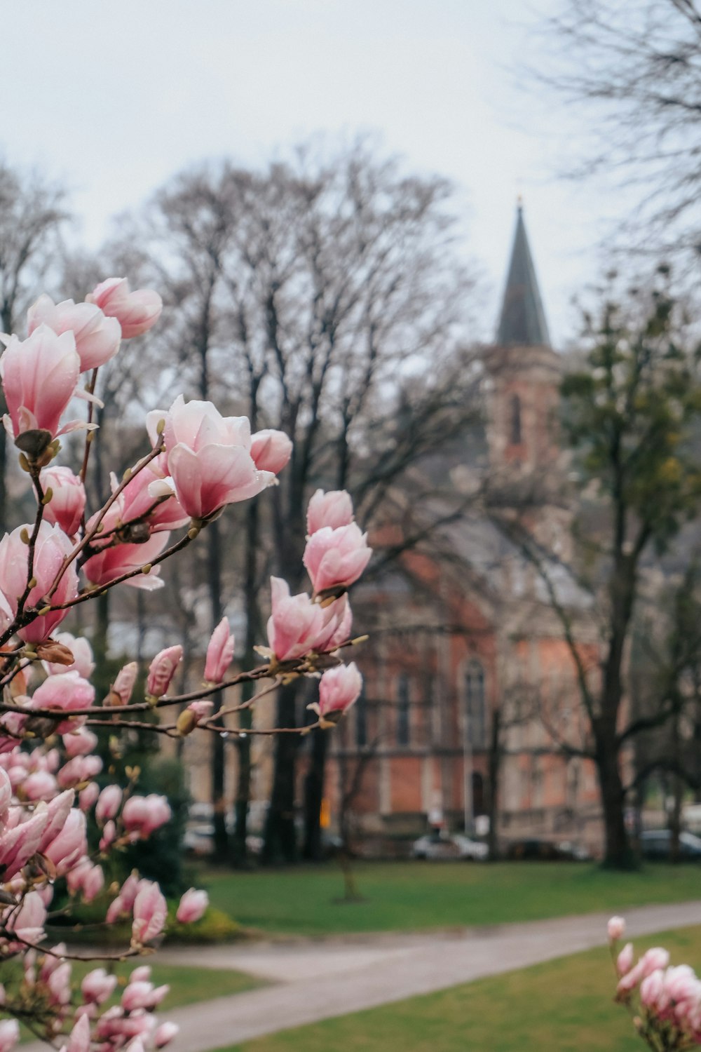 a tree with pink flowers in front of a building