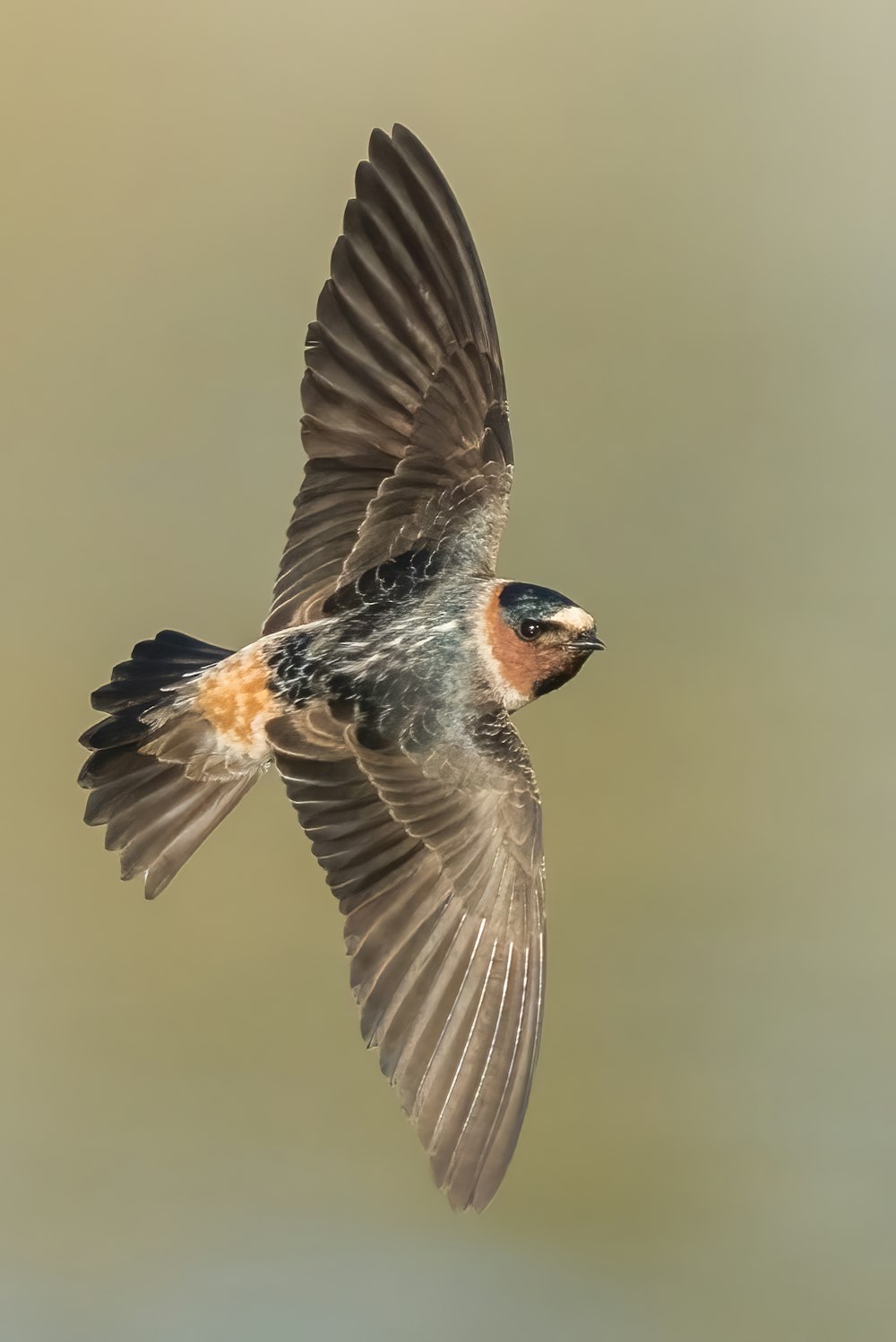 um pássaro voando pelo ar com suas asas abertas
