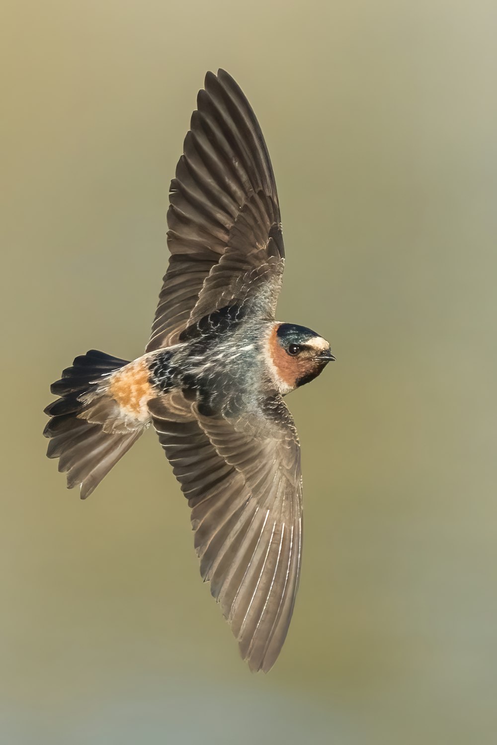 a bird flying through the air with it's wings spread