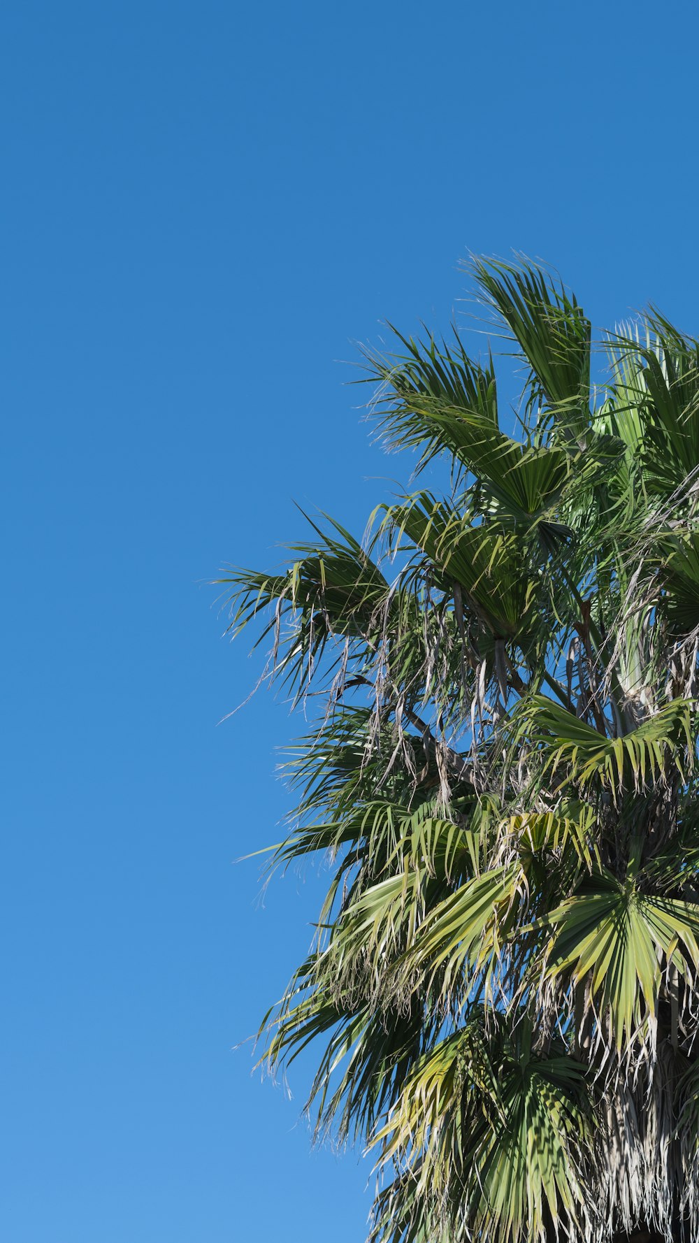 a palm tree with a blue sky in the background