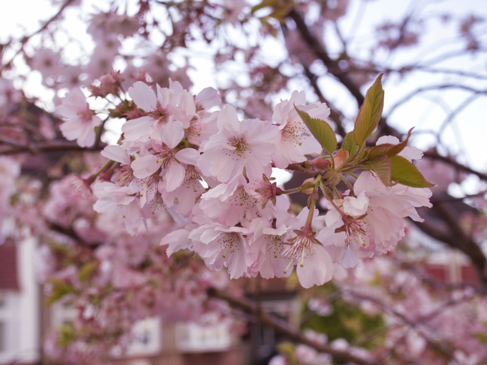 a close up of a tree with pink flowers