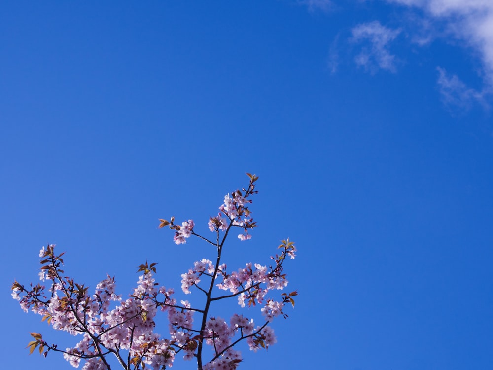 a pink flowered tree with a blue sky in the background