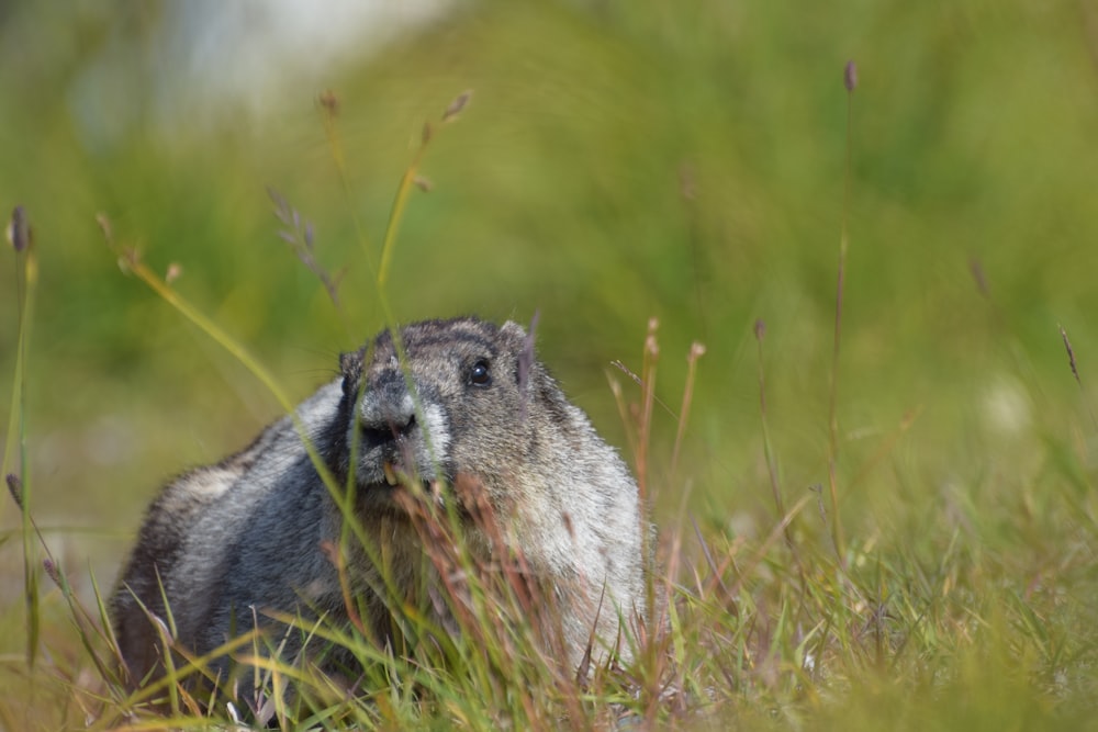 a groundhog in a field of tall grass