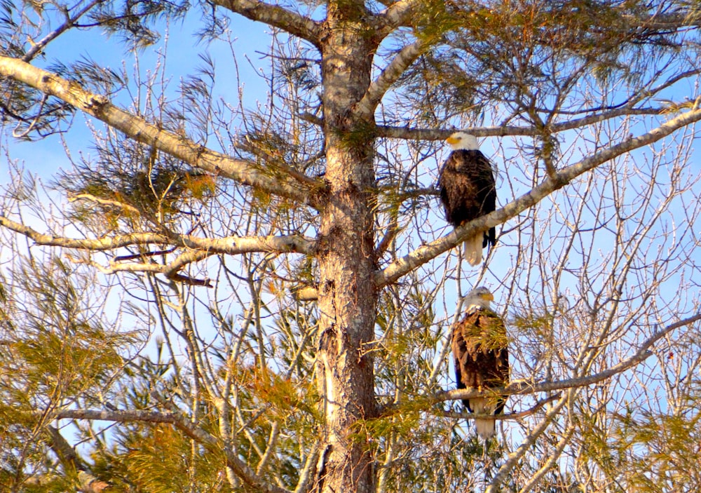 two bald eagles perched on top of a tree