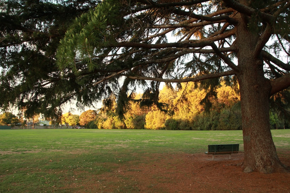 a bench under a tree in a park