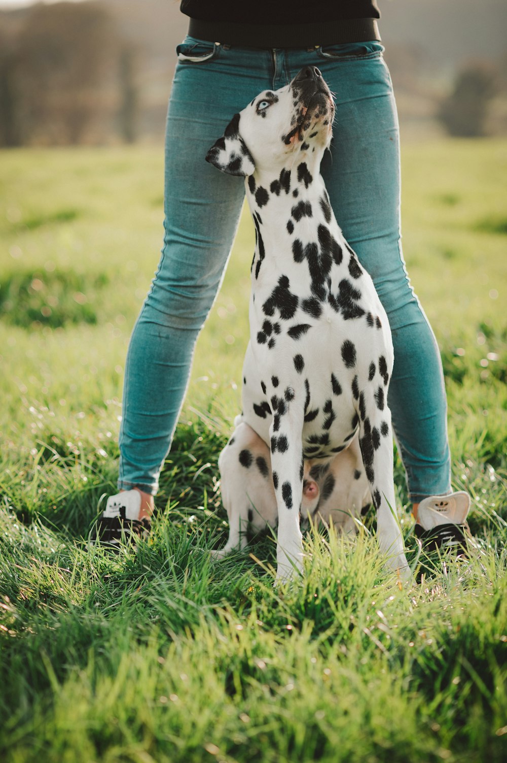 a dalmatian dog sitting on top of a lush green field