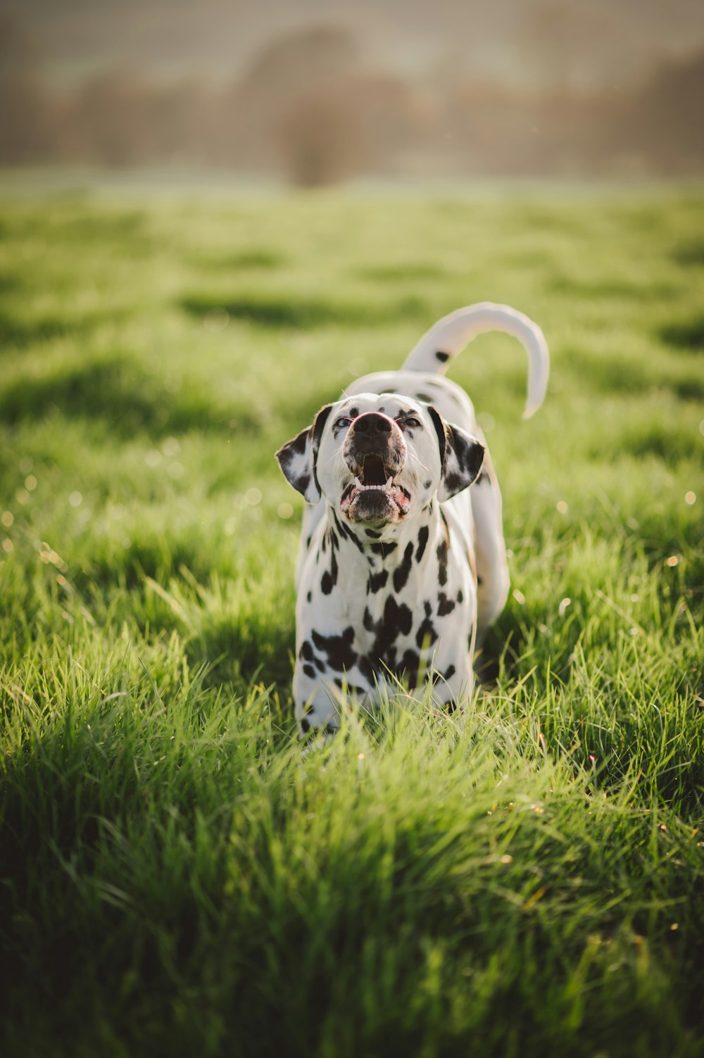 a dalmatian dog is sitting in the grass