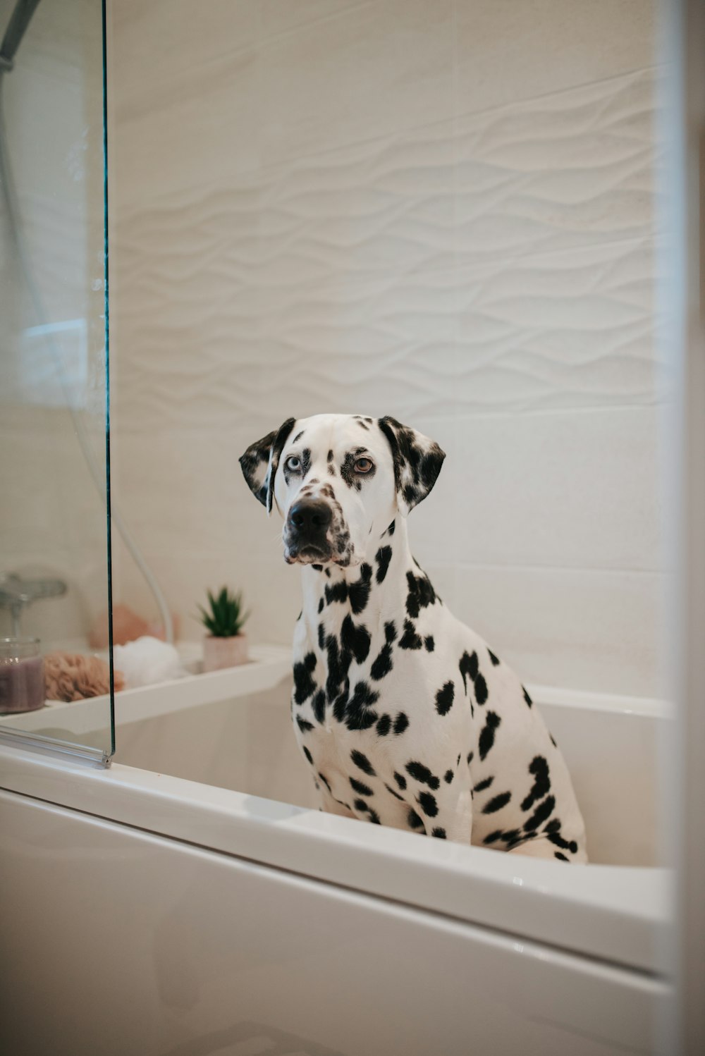 a dalmatian dog sitting in a bath tub