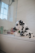 A Dalmatian dog with black spots sits inside a white bathtub in a modern bathroom. The bathroom features a glass shower partition and a window that allows natural light to filter in. Various bath products and a small plant are placed on the bathtub's edge.