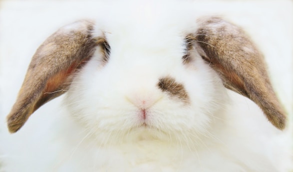 a close up of a rabbit's face with a blurry background