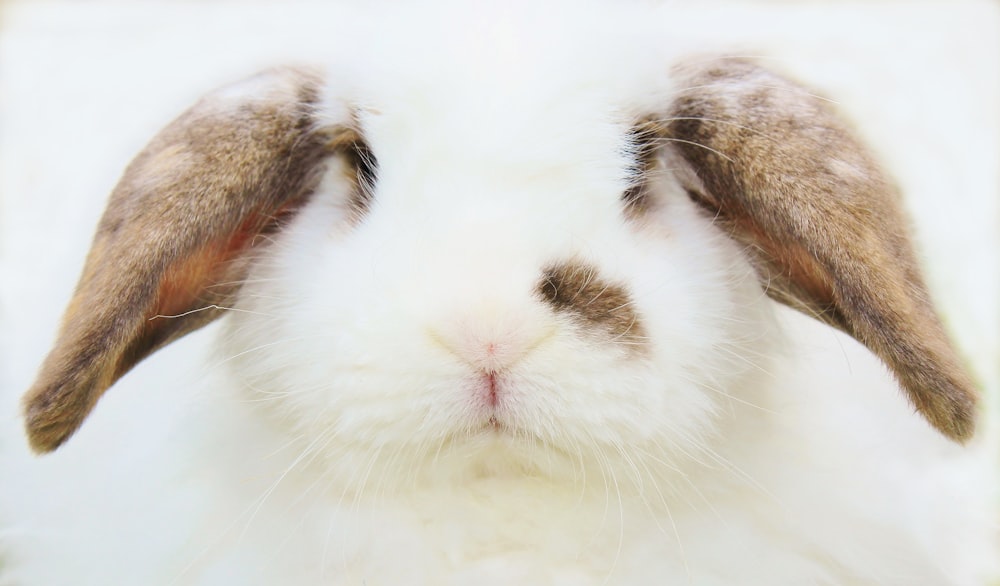 a close up of a rabbit's face with a blurry background