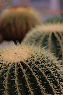 Close-up of a rugged cactus print on a soft cotton t-shirt, capturing the essence of the Arizona desert.