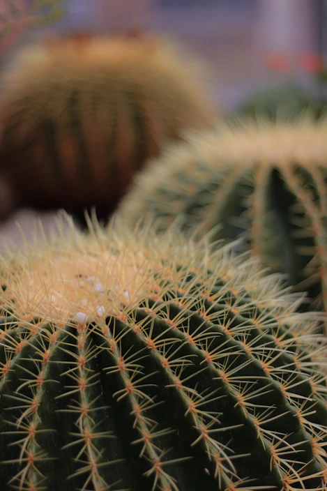 Close-up of a rugged cactus print on a soft cotton t-shirt, capturing the essence of the Arizona desert.