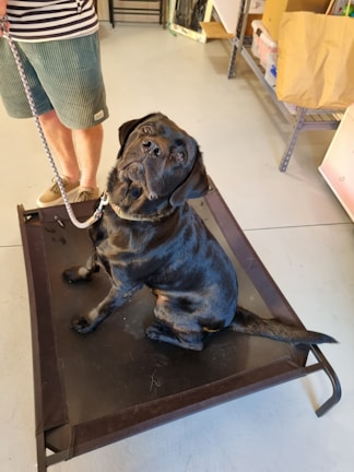 A black dog with a shiny coat sits on a dark elevated dog bed, looking up with a curious expression. It is inside a room with light-colored flooring and some storage shelves visible in the background. A person stands next to the dog, only visible from the waist down, holding a leash.