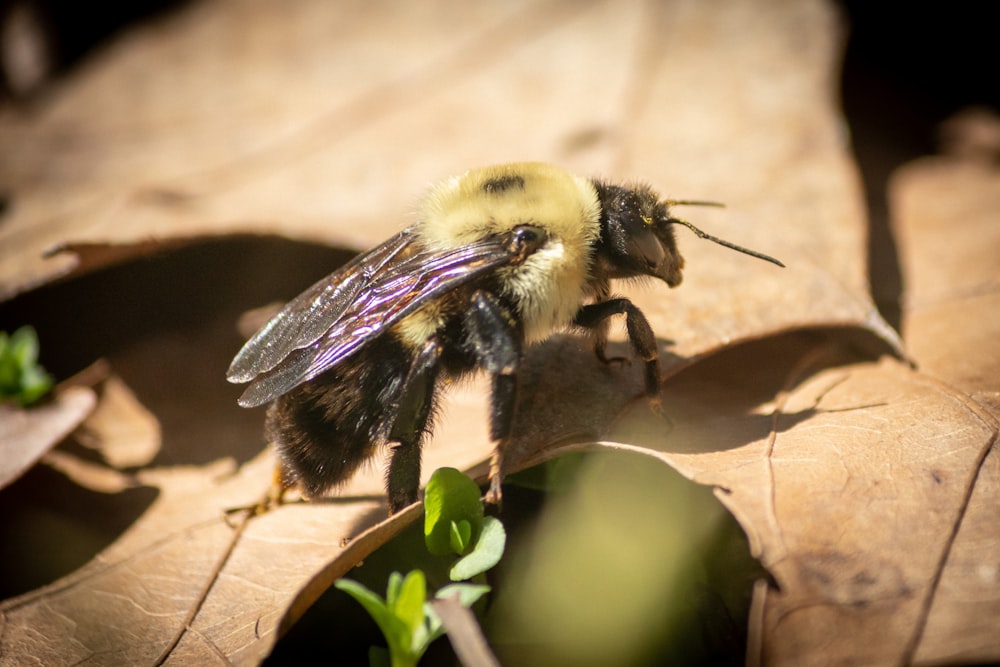 a close up of a bee on a leaf