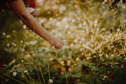 a person reaching for something in a field of flowers