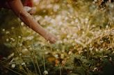 a person reaching for something in a field of flowers