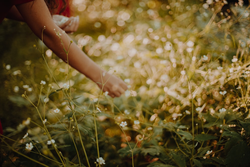 a person reaching for something in a field of flowers