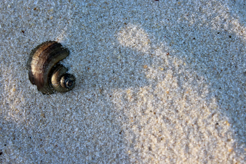 a shell on the sand with a shadow of a person