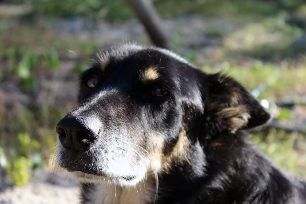 a close up of a dog in a field