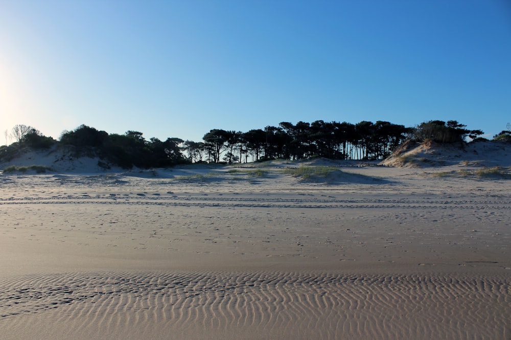 a sandy beach with trees in the distance