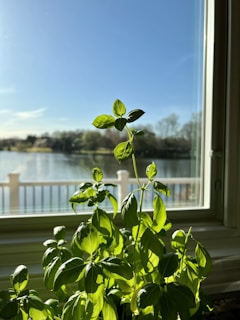 Close-up of a self-watering herb planter thriving with fresh basil and thyme on a sunny windowsill