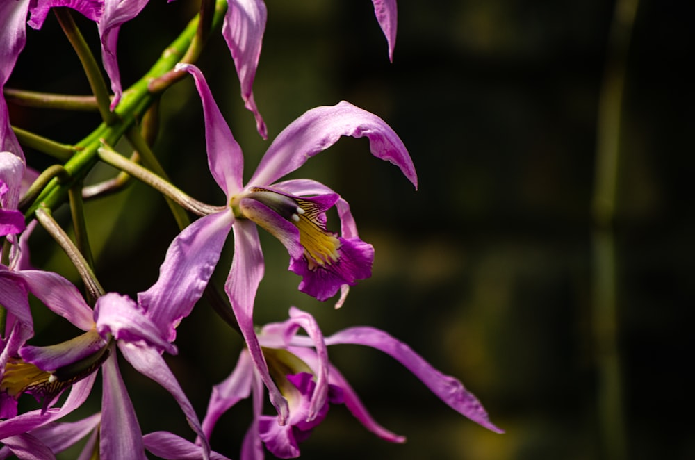 a bunch of purple flowers with green stems