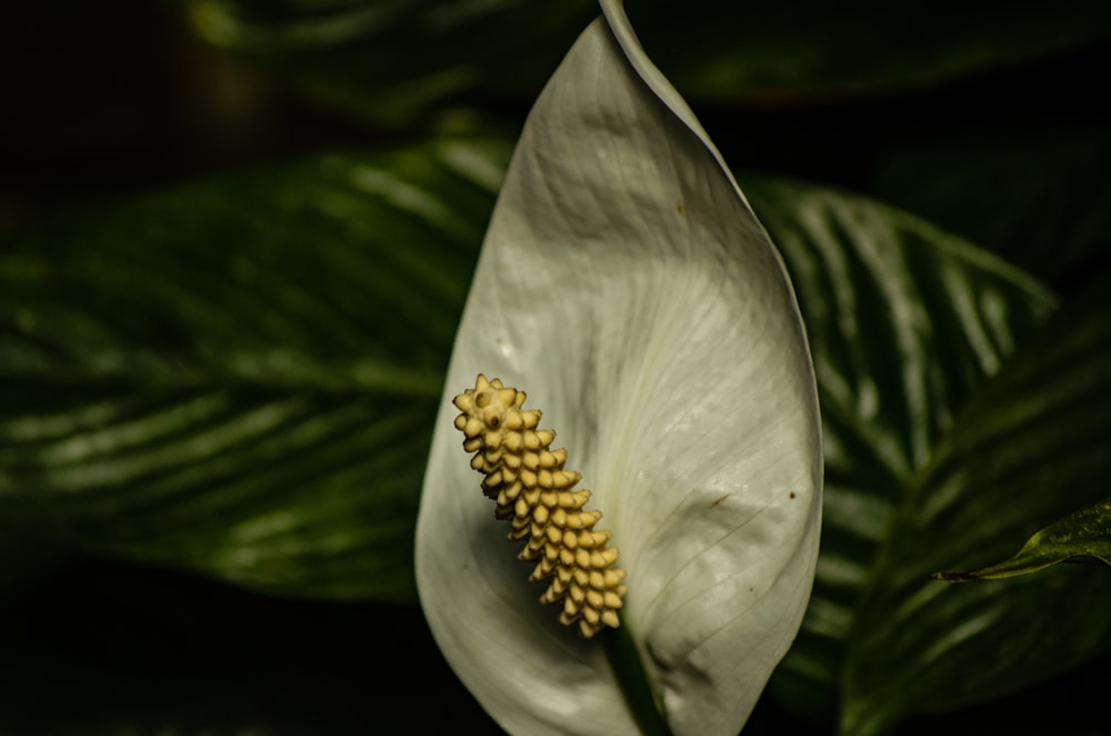 a white flower with green leaves in the background