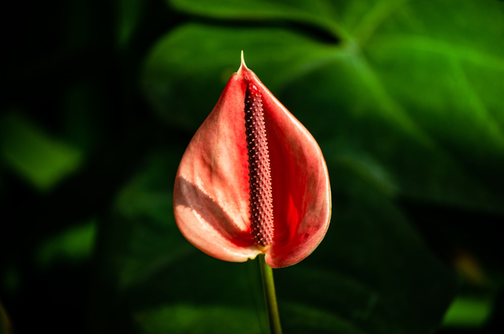 a close up of a red flower with green leaves in the background