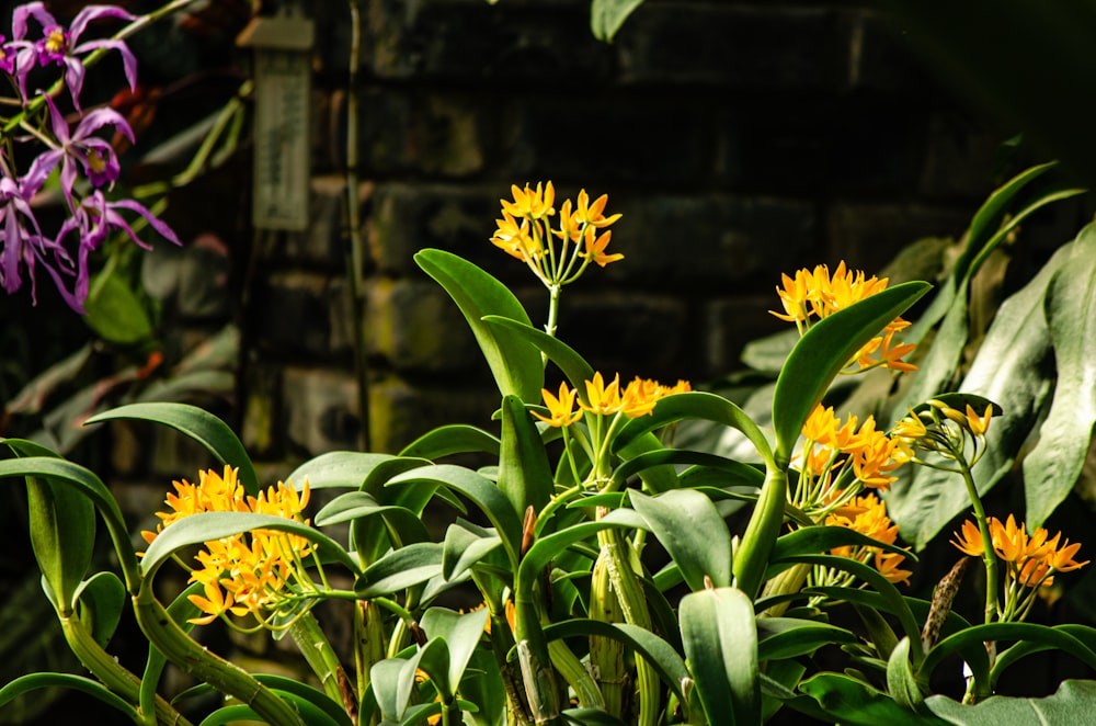 Ein Strauß gelber Blumen in einem Garten