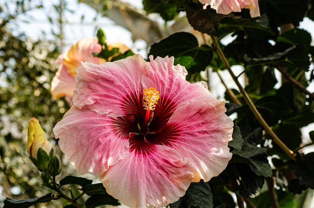 a pink flower with a yellow center surrounded by green leaves