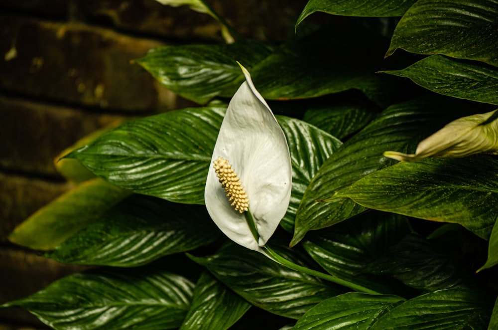 a close up of a flower on a plant