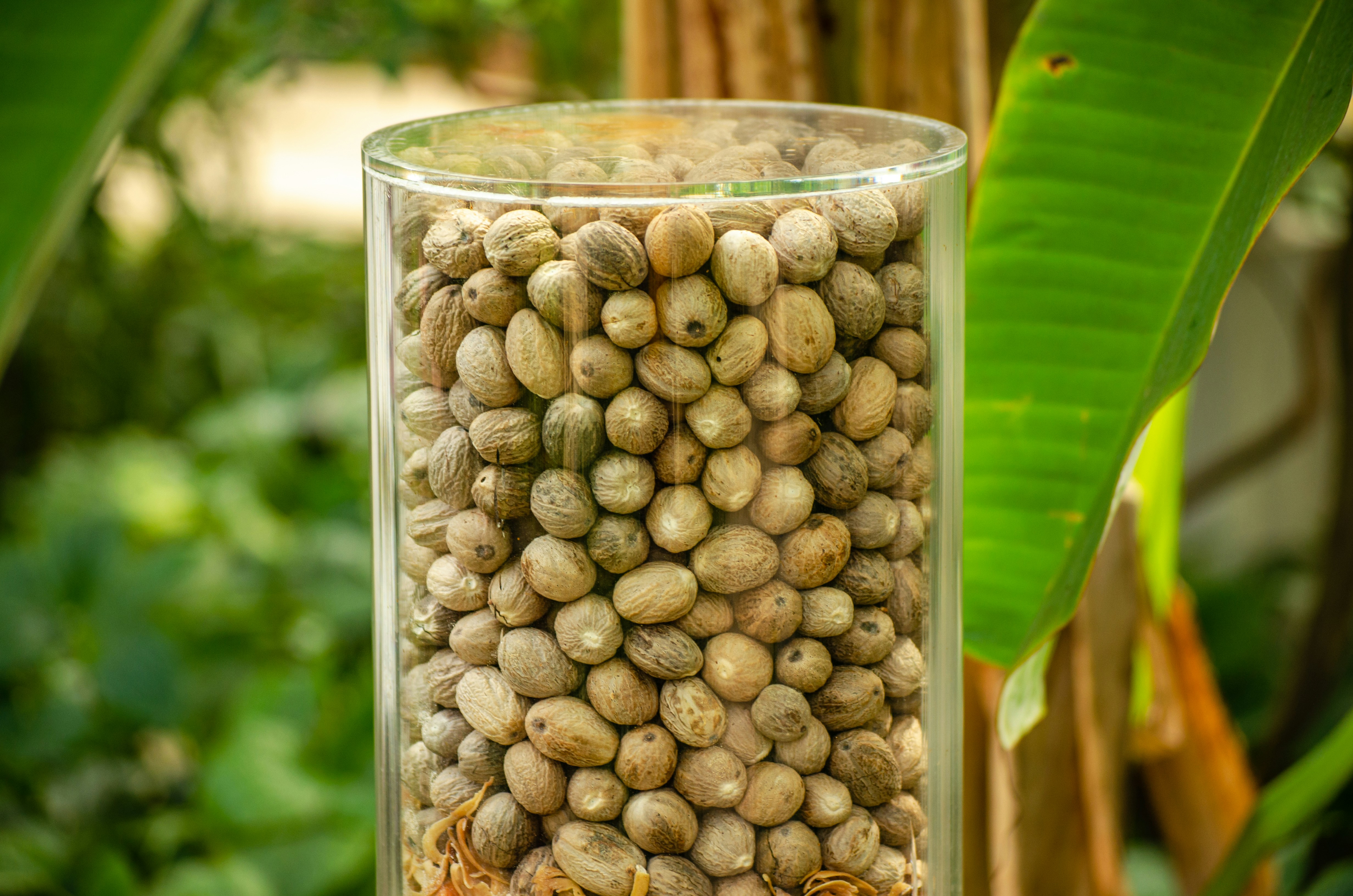 Organic Lavender Honey Delight