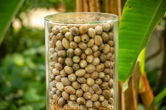 A glass container is filled to the brim with numerous small, round, dry seeds or nuts. The container is set against a backdrop of lush green foliage, including large leaves, suggesting an outdoor or natural setting.