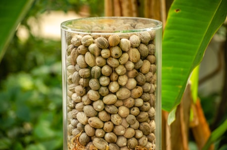 A glass container is filled to the brim with numerous small, round, dry seeds or nuts. The container is set against a backdrop of lush green foliage, including large leaves, suggesting an outdoor or natural setting.